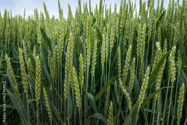 Fototapeta A close-up of green wheat spikelets during the active growth