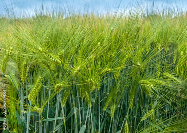 Fototapeta Winter barley during earing, close up of green ears with thorns