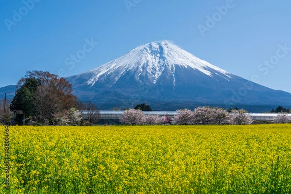 Fototapeta 富士宮市から菜の花と富士山
