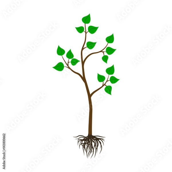 Obraz Seedling tree flat icon