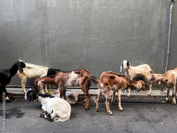 Obraz herd of goats