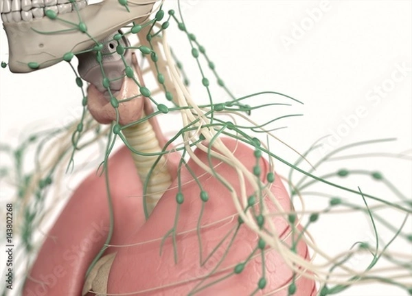 Fototapeta Anatomy showing thyroid, lymph nodes and lungs, upper body. 3d illustration