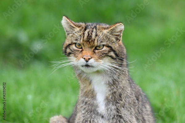 Obraz Scottish Wildcat