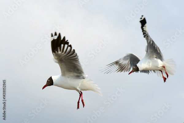 Fototapeta seagull in flight