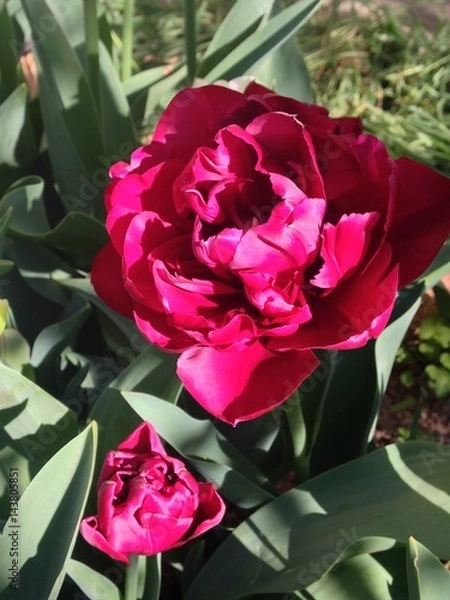Obraz tulip R004