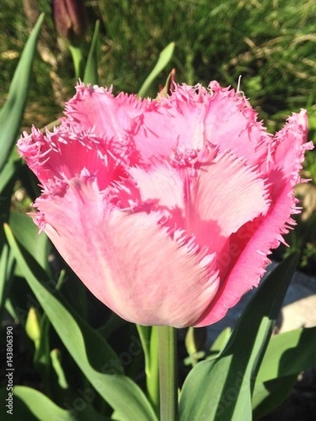 Obraz tulip R002