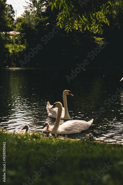 Obraz family of white swans swims on a lake in a park with green trees.