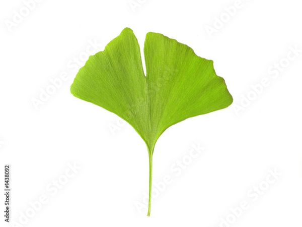 Obraz Ginkgo Blatt