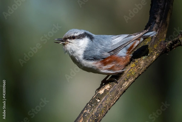Fototapeta A nuthatch sings a spring song on a branch in the forest