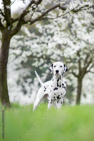 Obraz dalmatian in spring