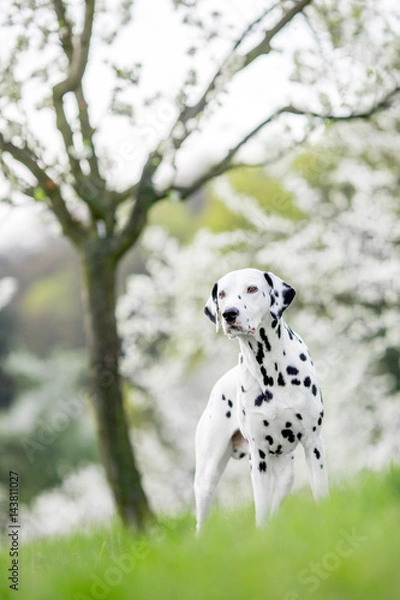 Obraz dalmatian in spring