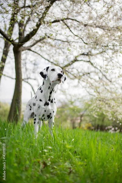 Obraz dalmatian in spring
