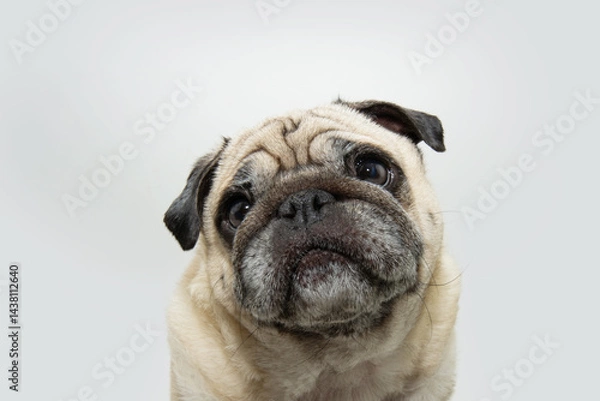 Obraz Portrait cute pug dog with tender expression face. Isolated on white background