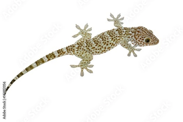 Fototapeta Isolated gecko lizard with white background