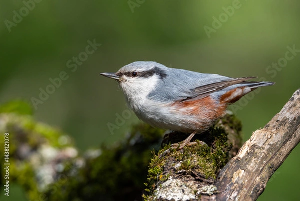 Fototapeta A nuthatch in the forest on a branch overgrown with moss