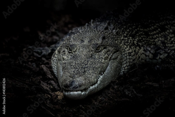 Fototapeta Crocodile