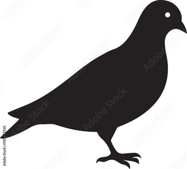 Obraz vector illustration of a pigeon