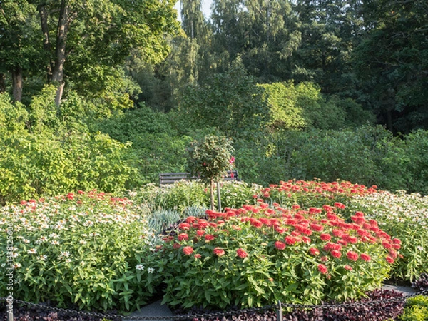 Fototapeta Large round flower bed with red and white flowers, big trees on a background, sunny summer day at Herttoniemi manor historical park in Helsinki.
