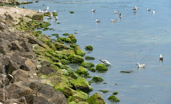 Fototapeta Serene scene of a shore covered with green algae with seagulls, some of them swimming in the clear transparent water