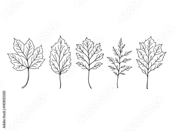 Obraz Sweetshrub Leaf vector line art illustration