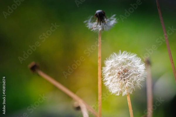 Fototapeta Dandelion seeds in front of yellow and green spring background