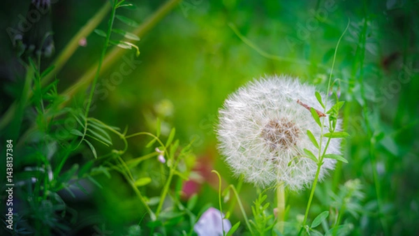 Fototapeta Dandelion seeds in front of green spring background