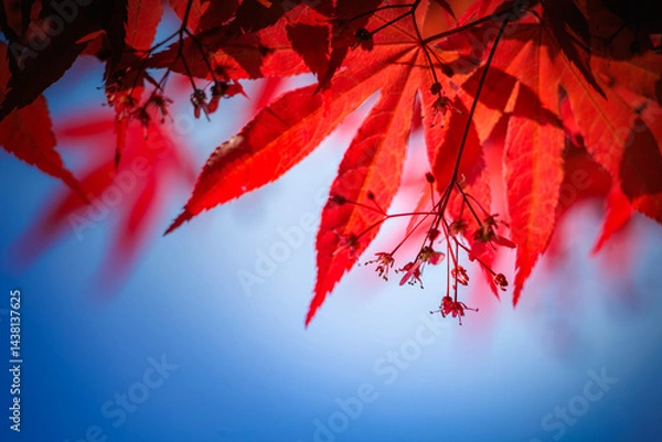 Fototapeta In spring, red maple trees bloom and produce seeds.