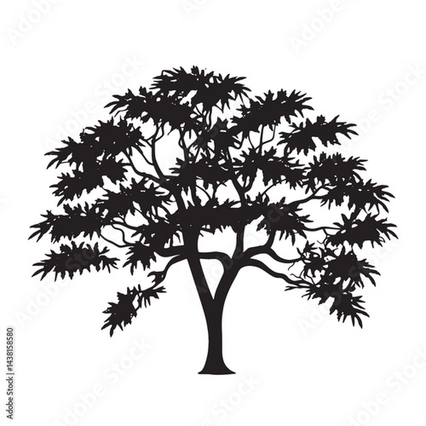 Fototapeta Traditional Neem Tree Silhouette Image