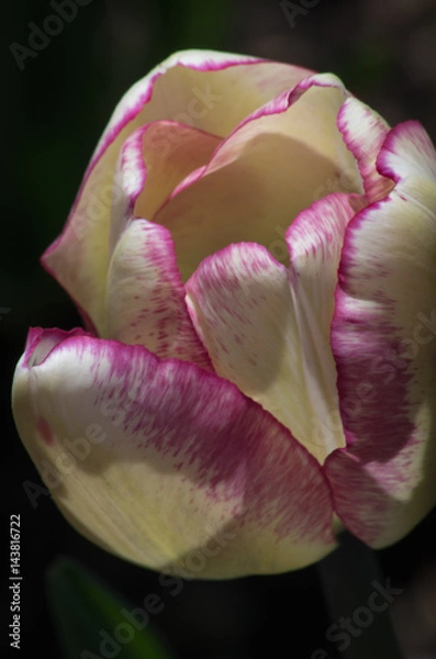 Obraz Delicate Tulip