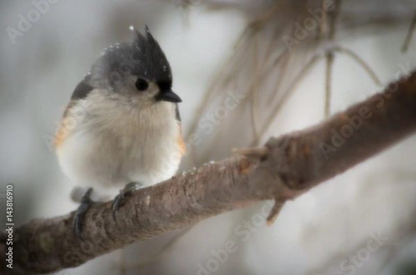 Fototapeta Tufted Titmouse in the snow