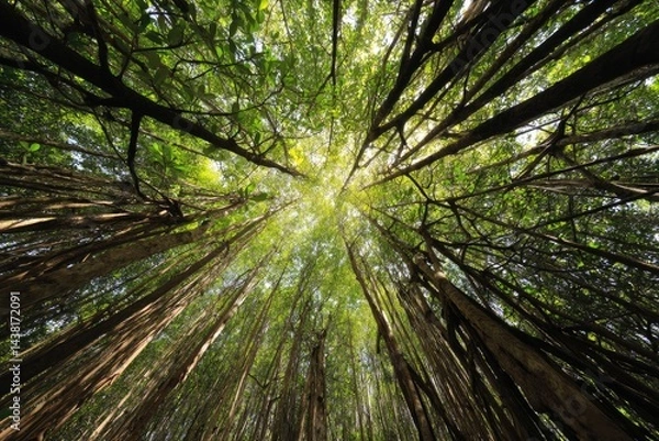 Fototapeta Lush forest canopy from below
