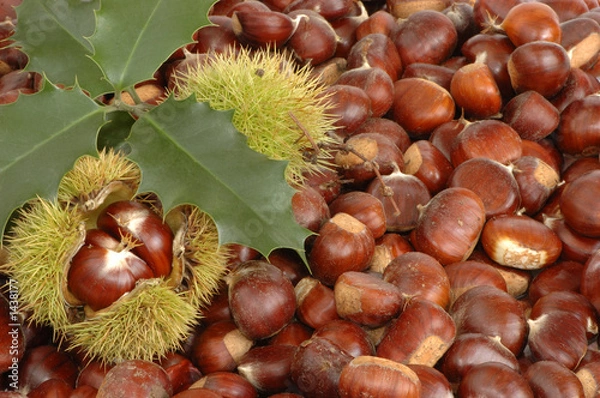 Fototapeta chataigne