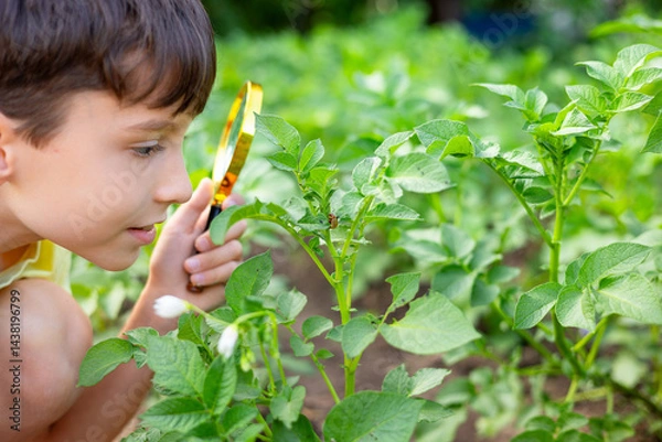 Obraz Young boy is carefully observing a colorado potato beetle on a potato plant through a magnifying glass, showcasing his interest in nature and entomology