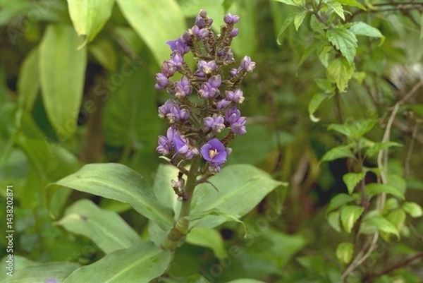 Obraz Dichorisandra thyrsiflora - Blue Ginger Blooming
