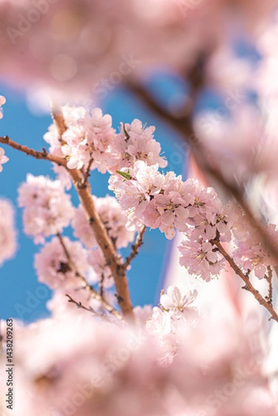 Obraz Blossoming branches of trees. Pink flowers