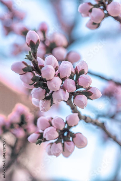 Obraz Unopened pink flower buds on the branches