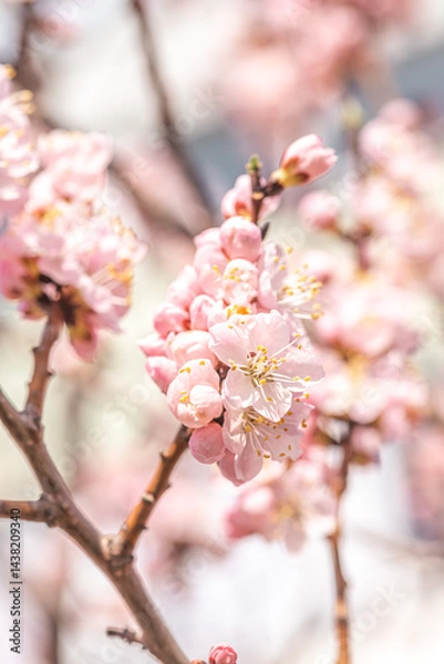 Obraz Blossoming branches of trees. Pink flowers
