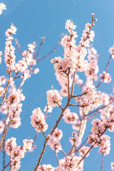 Obraz Blossoming branches of trees. Pink flowers