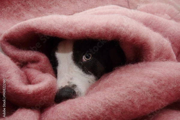 Obraz Portrait sick or afraid puppy dog because of fireworks wrapped with a warm blanket. Separation anxiety concept