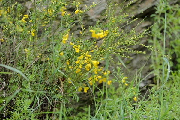 Obraz Little Sparks of Life in the Hills of Ezcaray