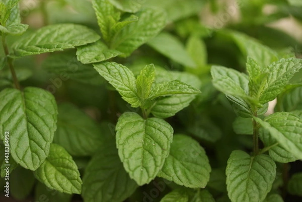 Obraz mint leaves in the garden