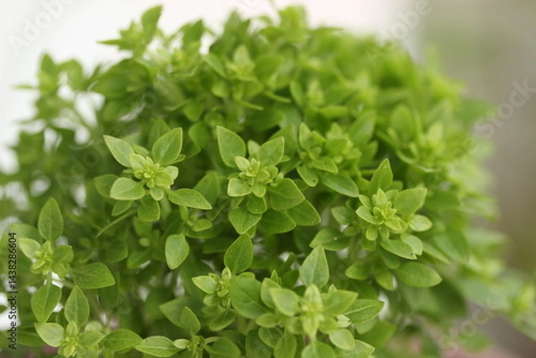 Obraz close up of fresh basil