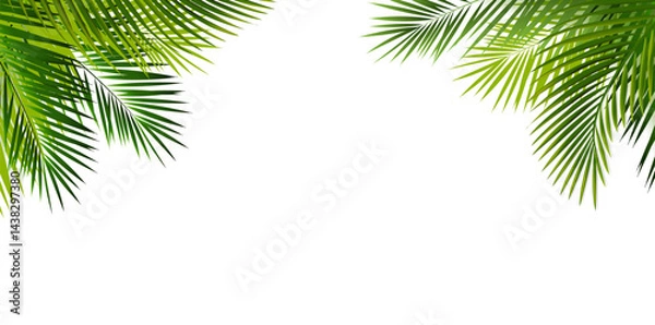 Fototapeta Green Palm Tree Branches And Isolated Background