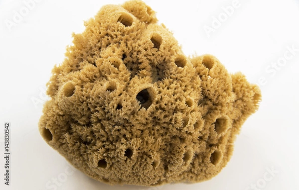 Obraz Natural sea sponge HD