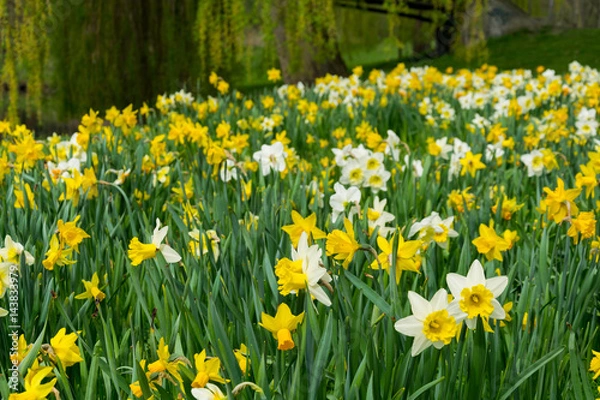 Fototapeta Daffodils in the Park