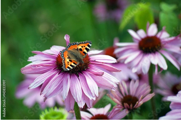 Obraz Schmetterling auf Blüte