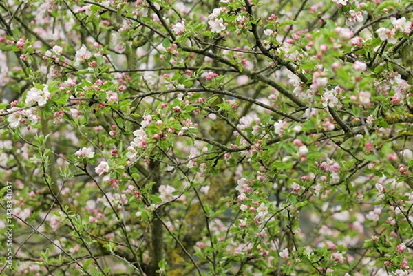 Obraz Spring Blossoms in the Heart of Ezcaray