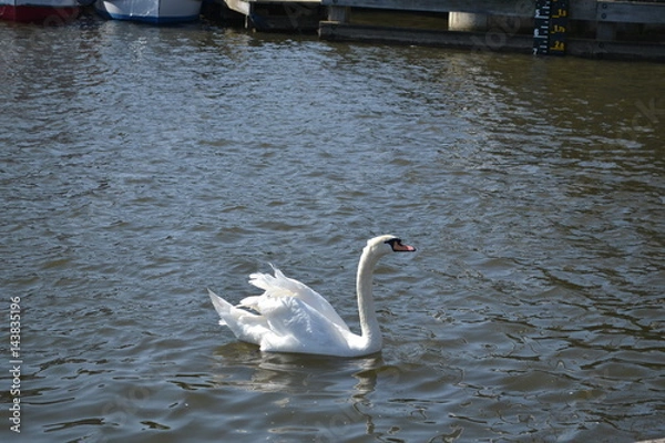 Obraz swan on the river 