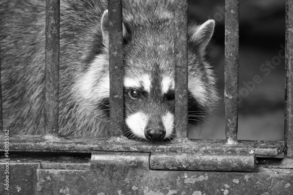 Obraz Caged raccoonm