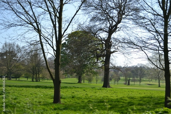 Obraz trees landscape 